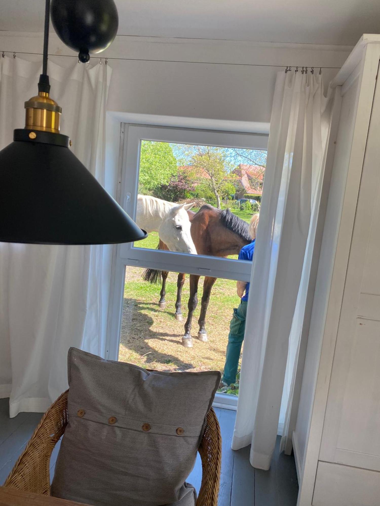 Appartement Im Alten Pferdestall Salzhausen Esterno foto